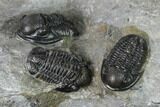 Three Detailed Gerastos Trilobite Fossils - Morocco #152810-2